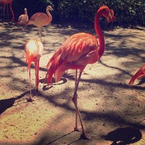 Meet your Posher, Ren